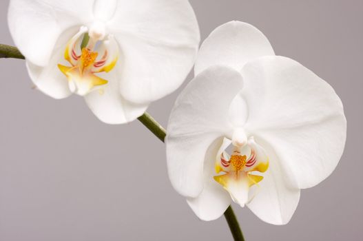 Beautiful White Macro Orchid Flower Blossoms.