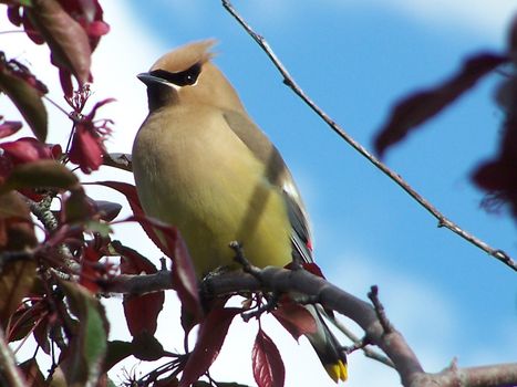 Cedar Waxwing perched on a branch of a fruit tree