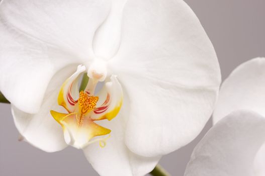 Beautiful White Macro Orchid Flower Blossoms.