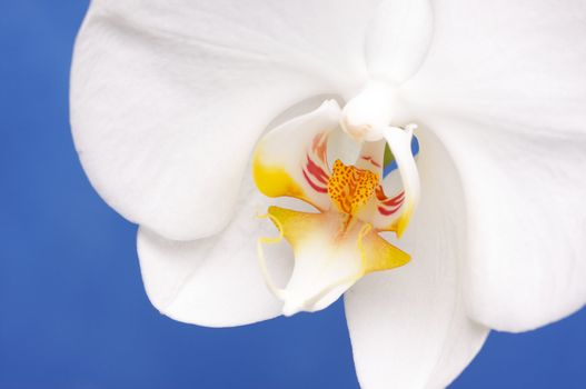 Beautiful White Macro Orchid Flower Blossom on Blue.