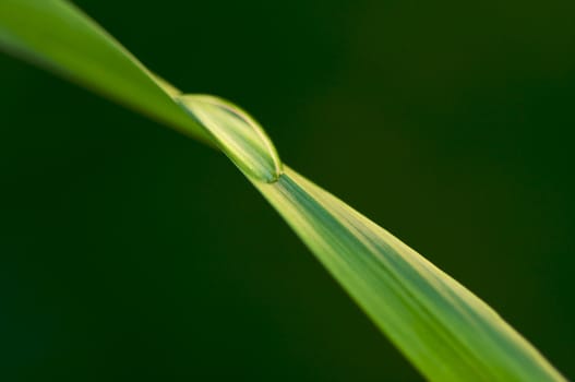 Macro Image of Water Drop on Blade of Grass.