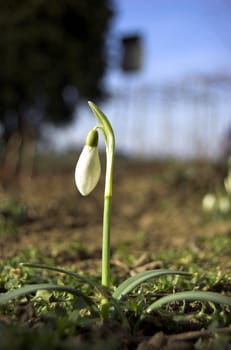 First day of spring. First snowdrop