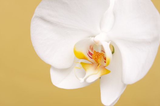 Beautiful White Macro Orchid Flower Blossom on Warm Yellow.