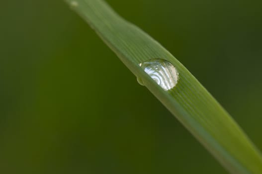 Macro Image of Water Drop on Blade of Grass.