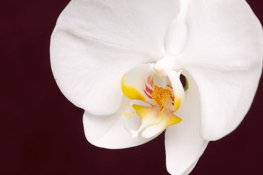 Beautiful White Macro Orchid Flower Blossom on Burgundy.