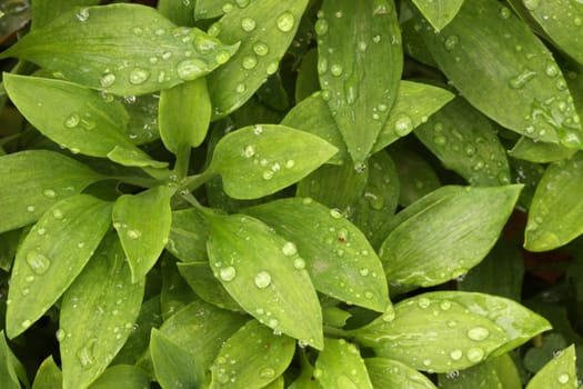 Abstract Green Foliage with morning water drops.