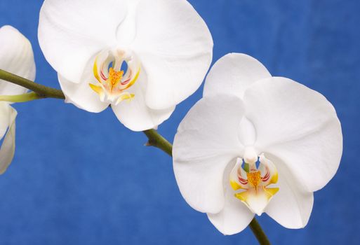 Beautiful White Orchid Branch Blossoms on Blue.