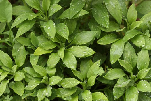 Abstract Green Foliage with morning water drops.