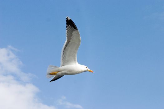 seagull before blue sky