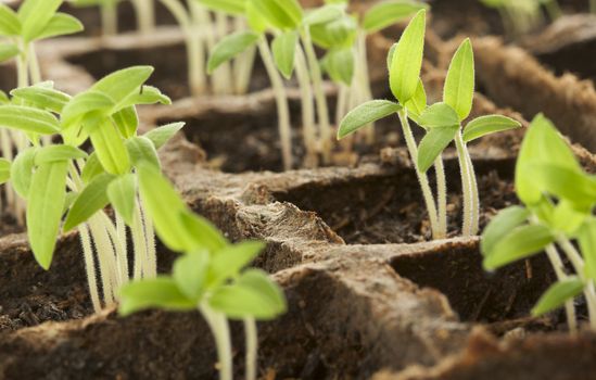 Sprouting Plants in a Row