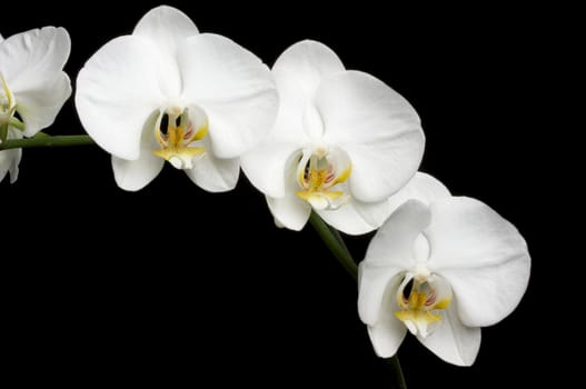 White Orchids on A Black Background