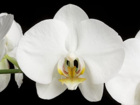 White Orchids on A Black Background