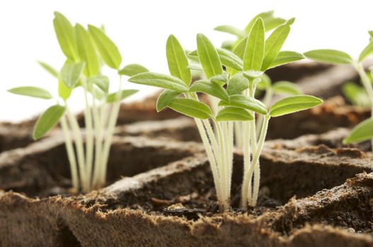 Backlit Sprouting Plants with White Background.