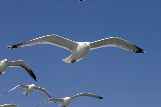 seagulls in front of the blue sky
