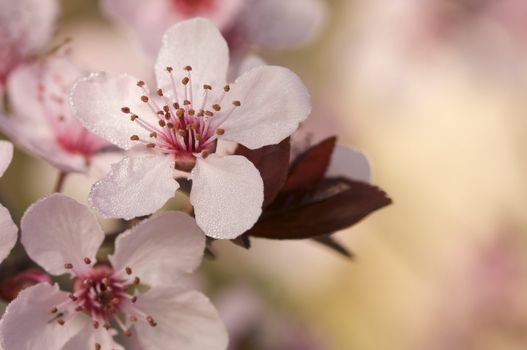 Early Spring Pink Tree Blossoms and Dew Drops with Narrow Depth of Field.