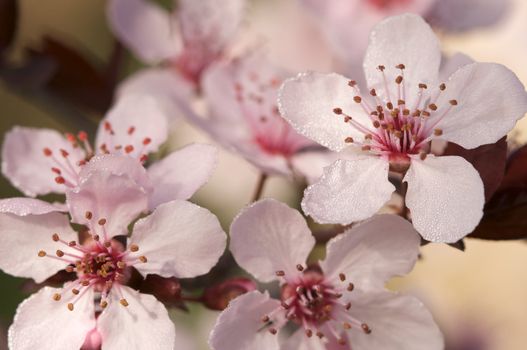 Early Spring Pink Tree Blossoms and Dew Drops with Narrow Depth of Field.