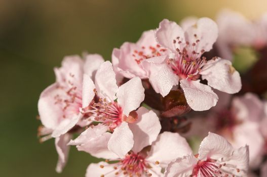 Early Spring Pink Tree Blossoms and Dew Drops with Narrow Depth of Field.