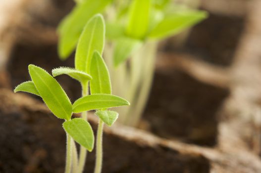 Sprouting Plants in Rows