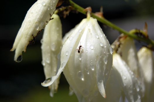 Macro maked in nature after rain. Ant come in flower to drink water, probably.