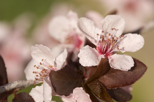 Early Spring Pink Tree Blossoms and Dew Drops with Narrow Depth of Field.