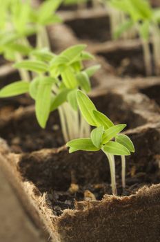Sprouting Plants in a Row