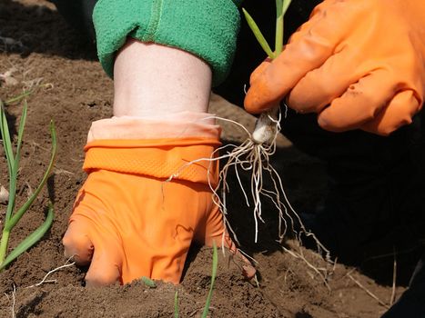 Sowing a plant in orange gloves