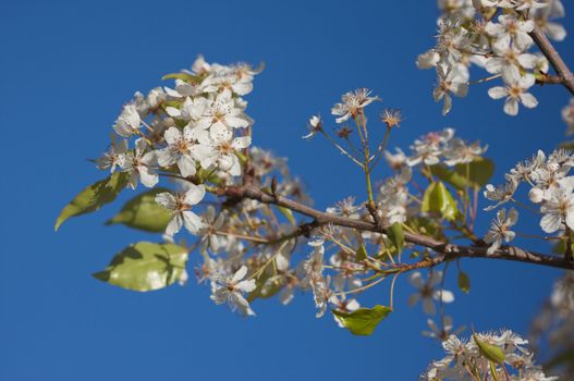 Flowering Tree Blossom in Early Springtime against a deep blue sky.