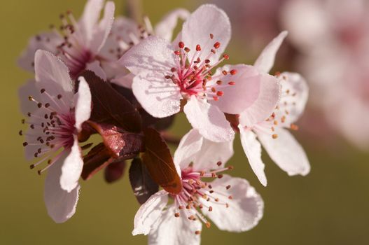 Early Spring Pink Tree Blossoms and Dew Drops with Narrow Depth of Field.