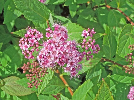 Close up of pink little blossoms.