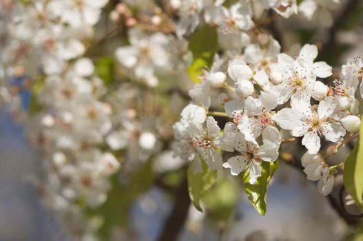 Flowering Tree Blossom in Early Springtime against a deep blue sky.