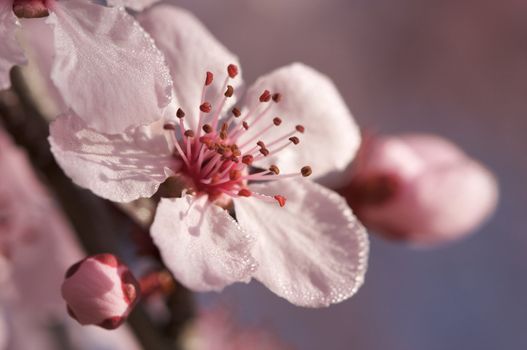 Early Spring Pink Tree Blossoms and Dew Drops with Narrow Depth of Field.