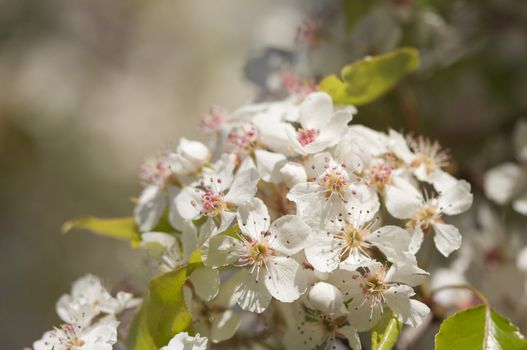 Flowering Tree Blossom in Early Springtime against a deep blue sky.