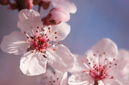 Early Spring Pink Tree Blossoms and Dew Drops with Narrow Depth of Field.