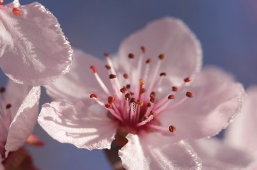 Early Spring Pink Tree Blossoms and Dew Drops with Narrow Depth of Field.