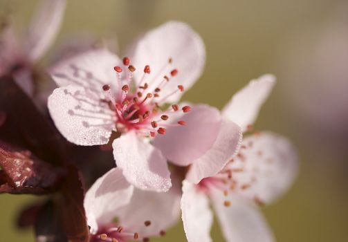 Early Spring Pink Tree Blossoms and Dew Drops with Narrow Depth of Field.