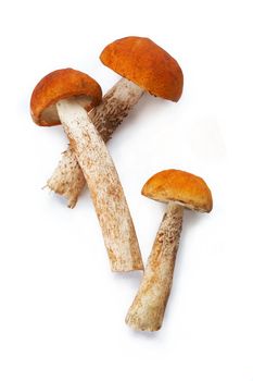 Group of three mushrooms, two of the crossed,  on white background. The file includes a clipping path.  Professionally retouched high quality image.