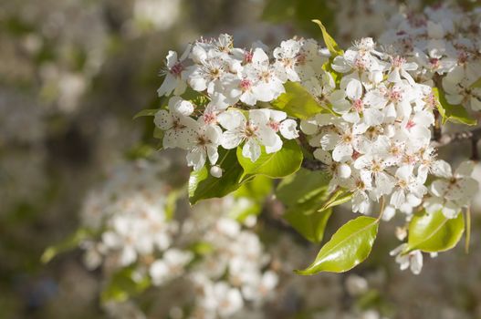 Flowering Tree Blossom in Early Springtime against a deep blue sky.