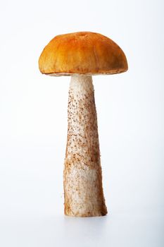 Orange-cap boletus. A closeup picture of one full aspen mushroom standing on white background.