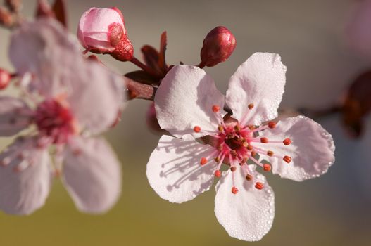 Early Spring Pink Tree Blossoms and Dew Drops with Narrow Depth of Field.