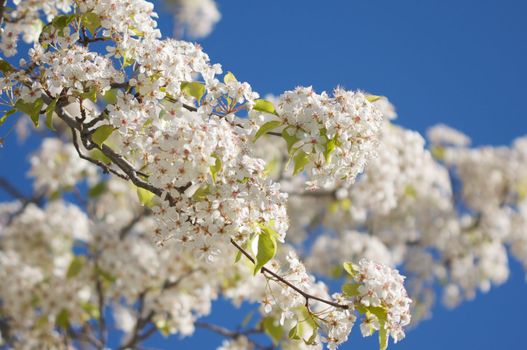 Flowering Tree Blossom in Early Springtime against a deep blue sky.