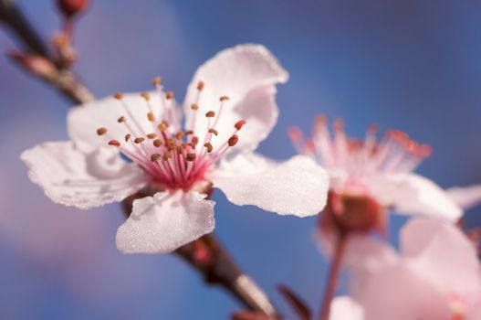 Early Spring Pink Tree Blossoms and Dew Drops with Narrow Depth of Field.