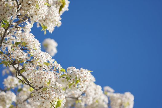 Flowering Tree Blossom in Early Springtime against a deep blue sky.