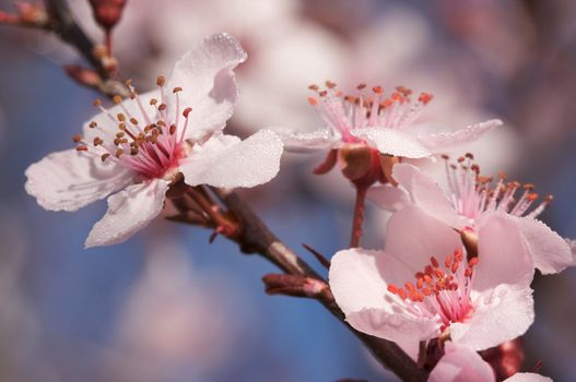 Early Spring Pink Tree Blossoms and Dew Drops with Narrow Depth of Field.