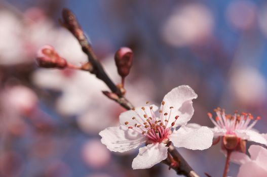 Early Spring Pink Tree Blossoms and Dew Drops with Narrow Depth of Field.