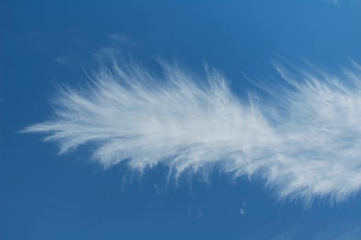 The feather of the celestial bird