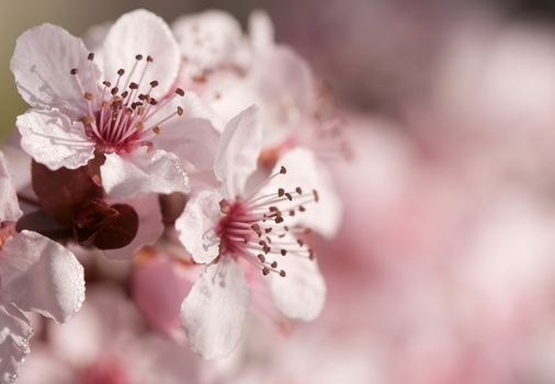 Early Spring Pink Tree Blossoms and Dew Drops with Narrow Depth of Field.