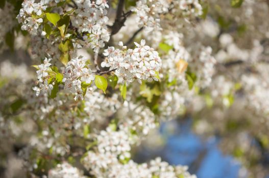 Flowering Tree Blossom in Early Springtime against a deep blue sky.