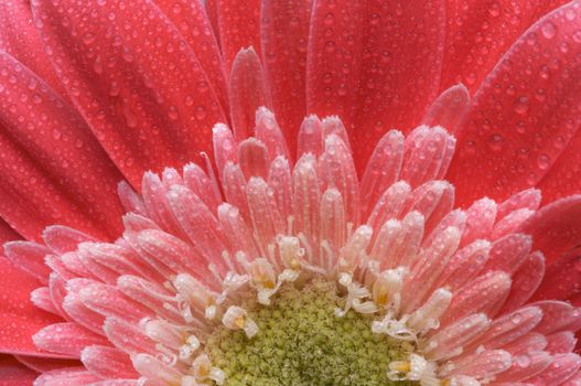 Macro of a Pink Gerber Daisy with Water Drops.