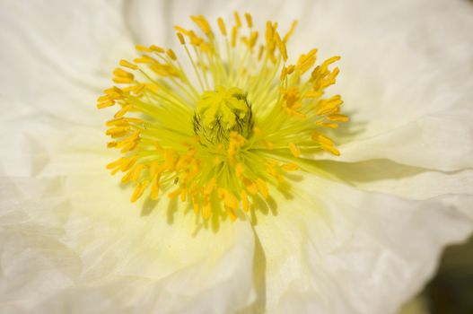 Macro Iceland Poppie Bloom with Narrow Depth of Field