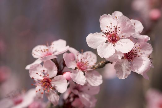 Early Spring Pink Tree Blossoms and Dew Drops with Narrow Depth of Field.